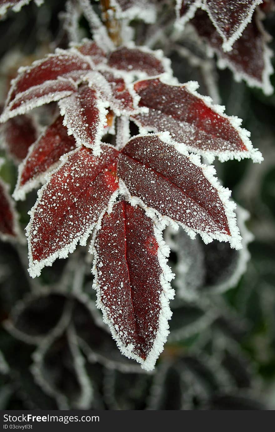 Red leafs in park covered in ice, during winter morning. Red leafs in park covered in ice, during winter morning