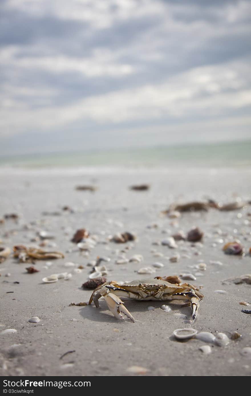 Crab on the beach