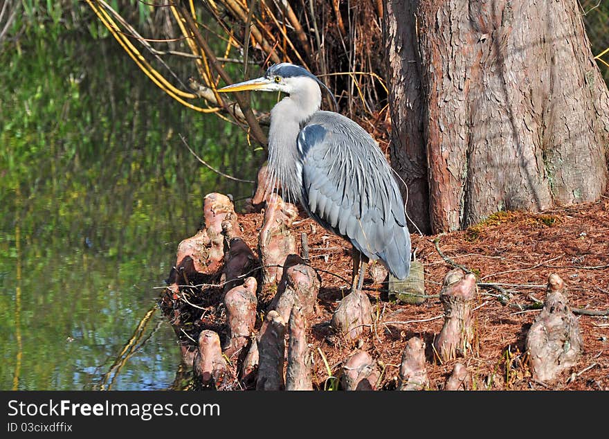 Blue heron standing by edge of pond