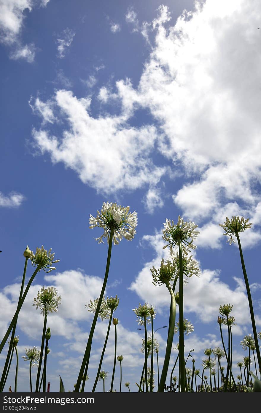 Rare Flowers Under The Blue Sky