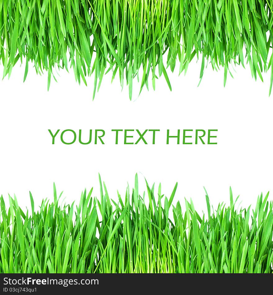 Fresh green grass isolated on white background