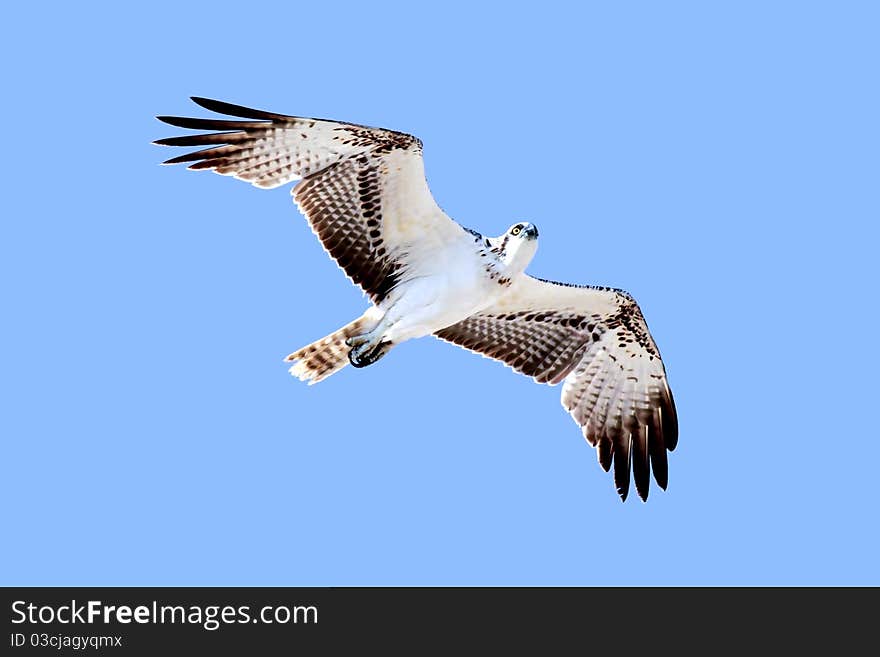 Eagle in flight