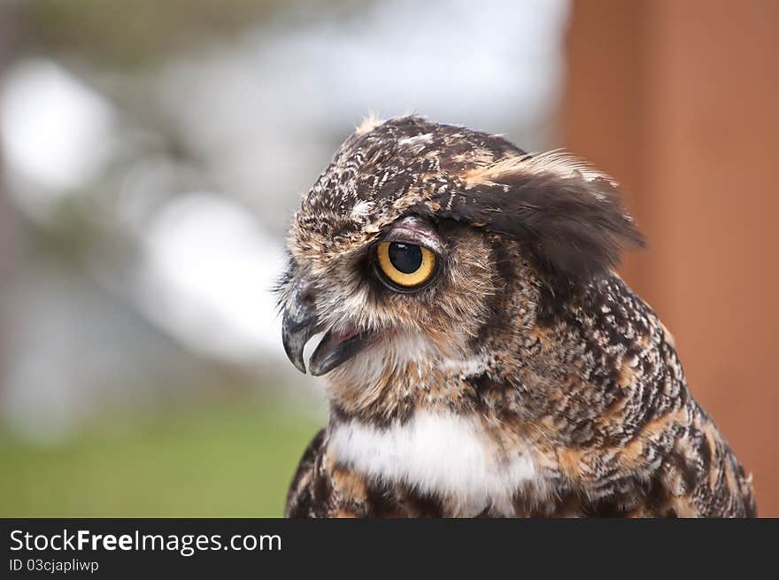 Great Horned Owl in Profile