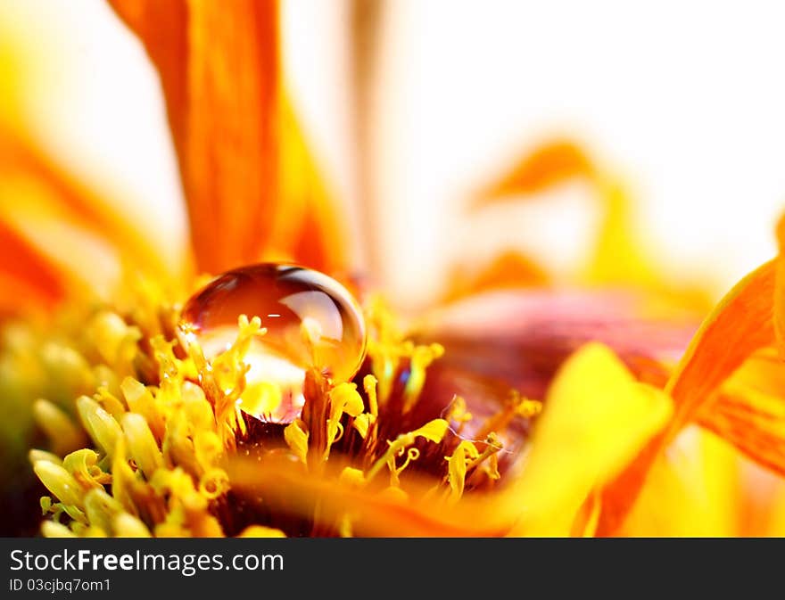 Little drop and yellow flower.