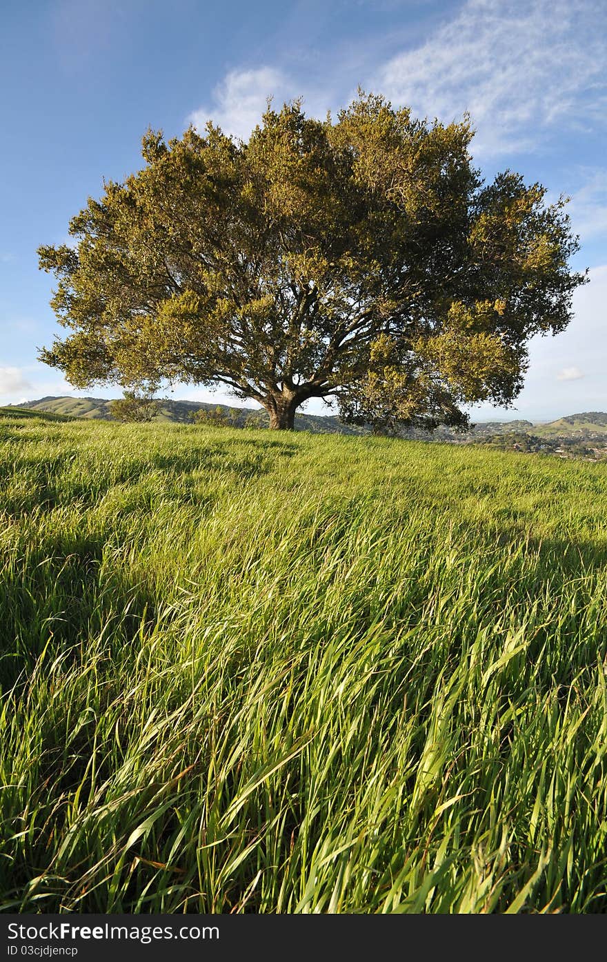 Field With Grass, Hils, Large Tree And Sky