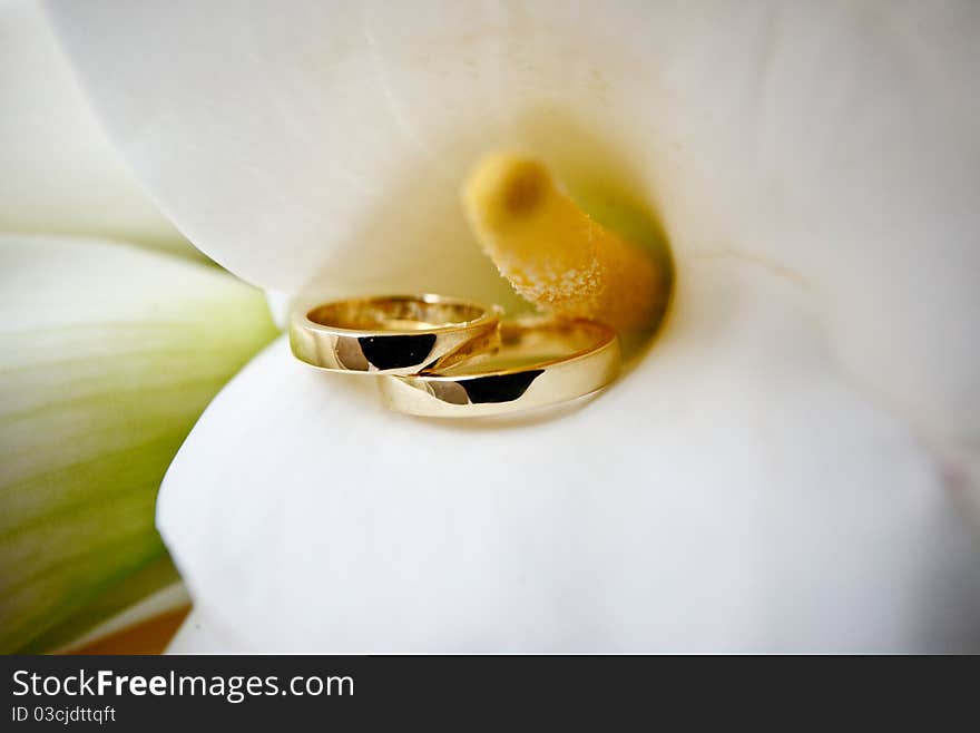 Wedding rings in calla