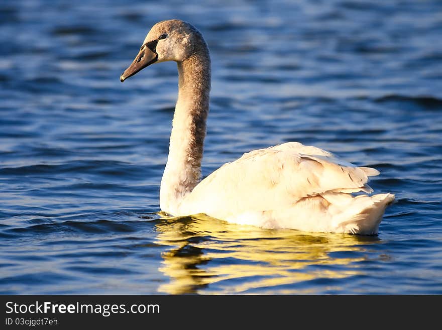 Wild swan on sea waves