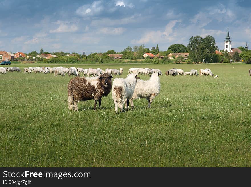 Sheep on pasture