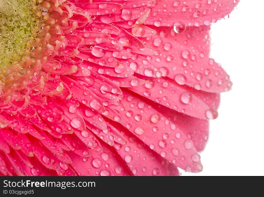 Close-up pink gerbera with drops of water, isolated on white