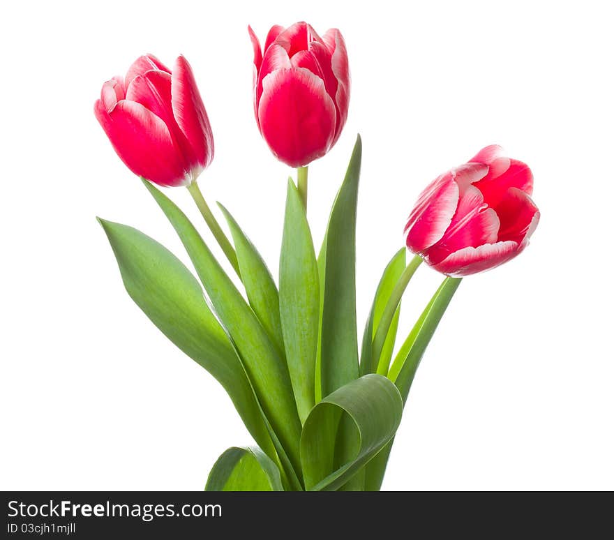 Three red-white tulips bouquet