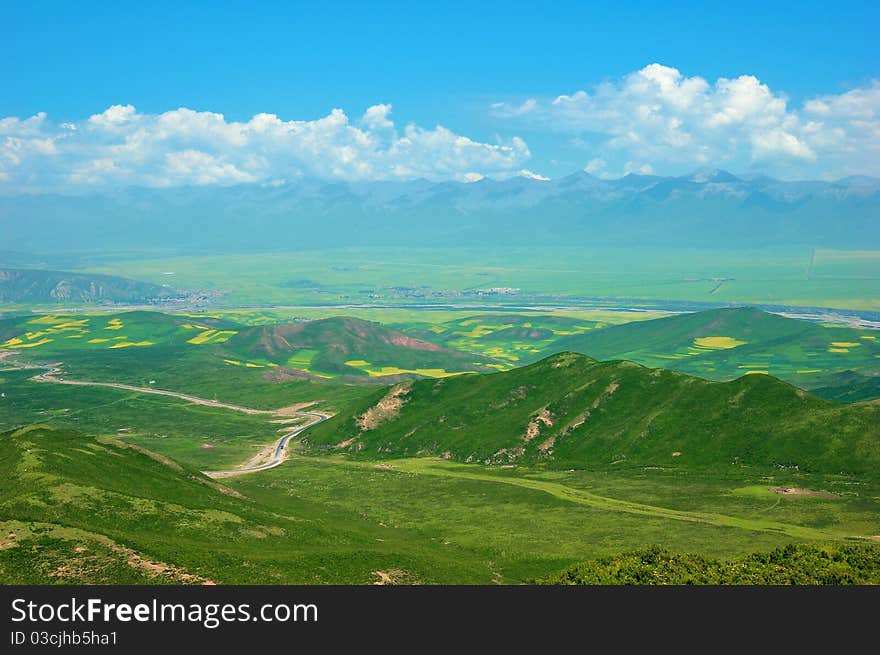 China Qinghai Flower and Field Landscape