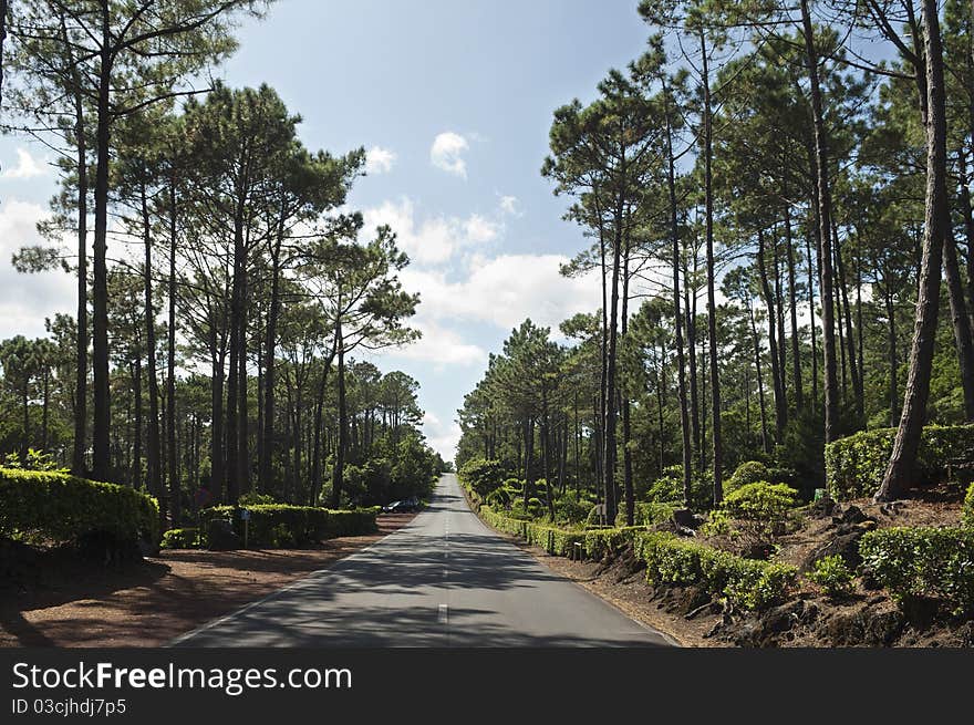 Country road in Pico island, Azores