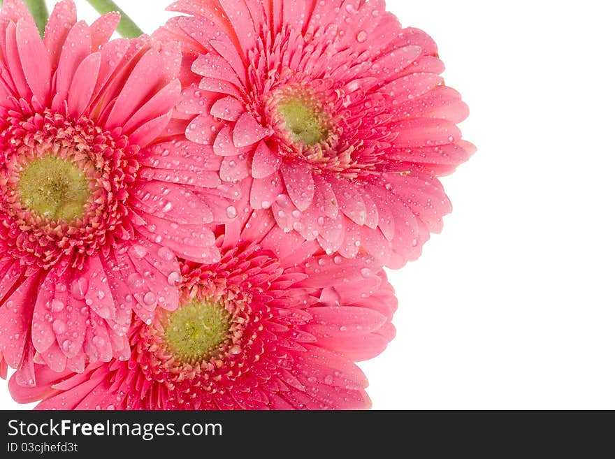 Wet Pink Gerbera Flowers, Macro Shot