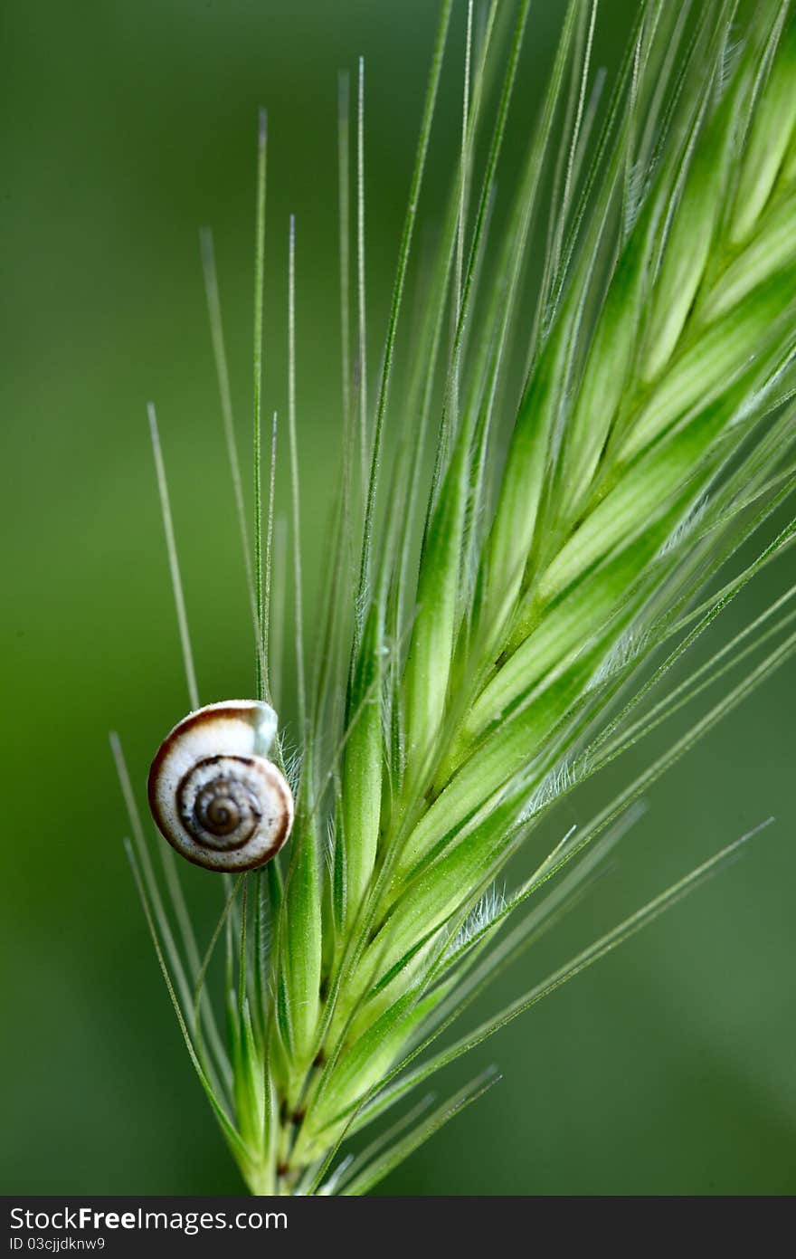 Small shell on a green grass spikelet. Small shell on a green grass spikelet