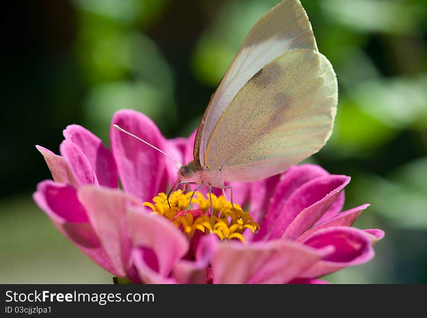 Butterfly on Pink flowers in garden. Butterfly on Pink flowers in garden