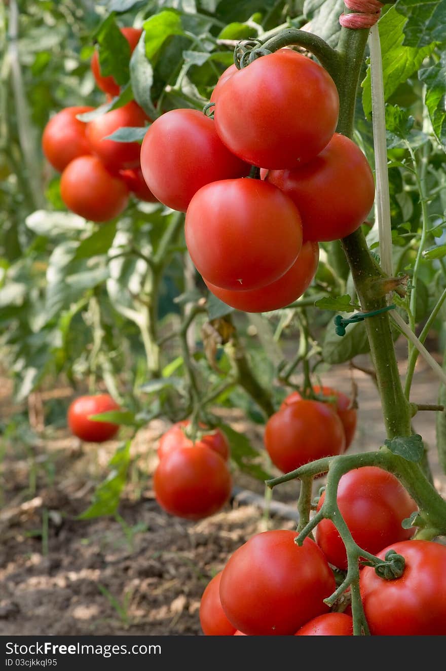 Ripe tomatoes in the greenhouse