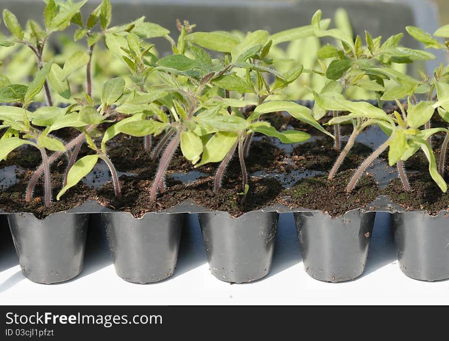 Tomato seedling in pot