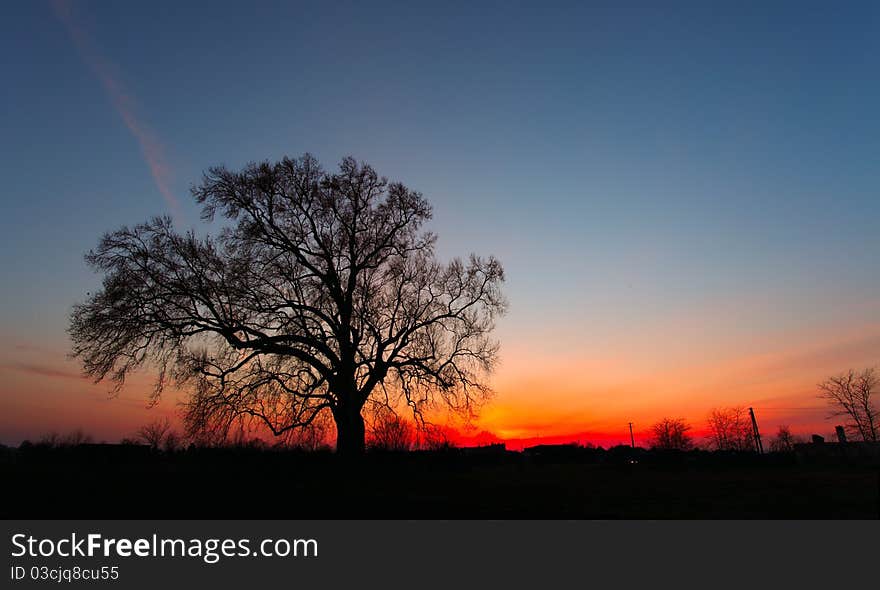 Tree silhouette at sunset