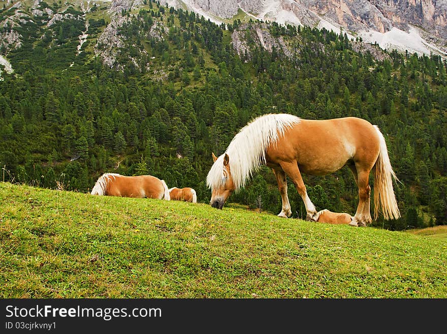 Horses on meadow in dolomites - Italy. Horses on meadow in dolomites - Italy