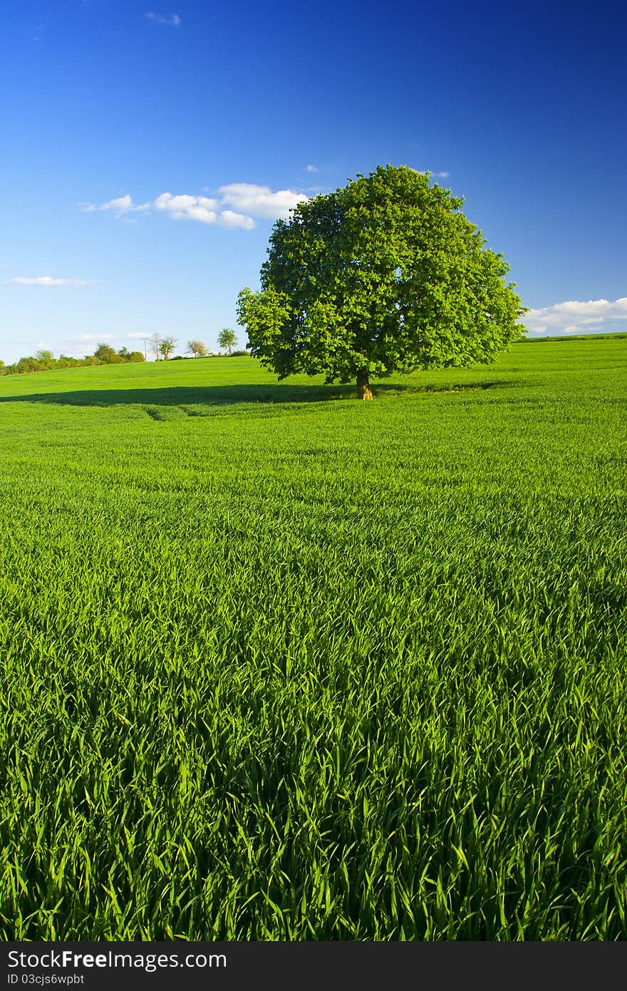 Single tree in the green field. Single tree in the green field