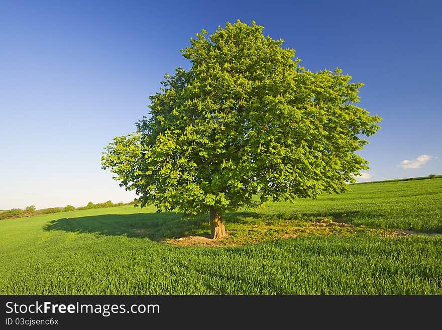 Single tree in the green field. Single tree in the green field