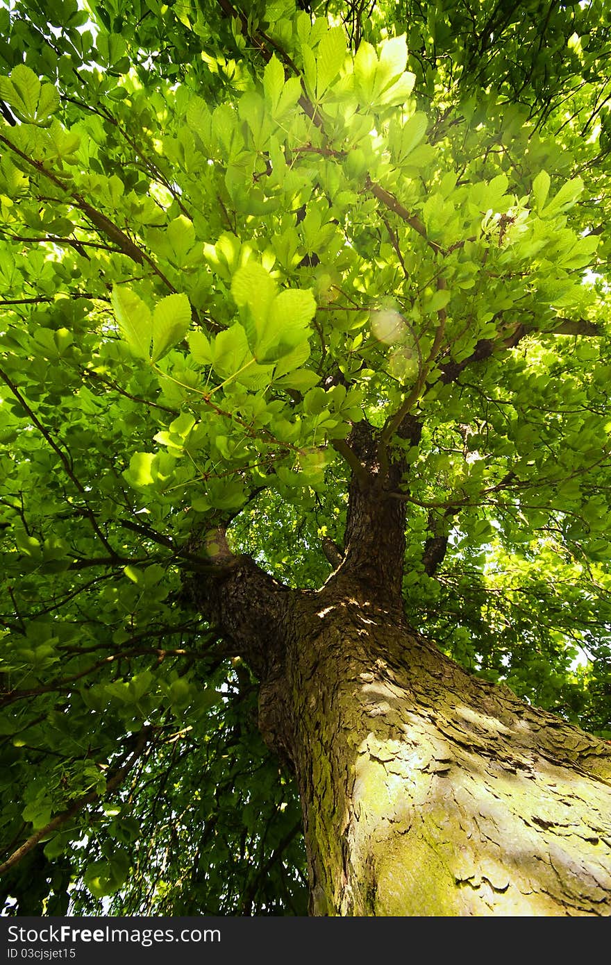 Use a tree shadow for a rest. Use a tree shadow for a rest