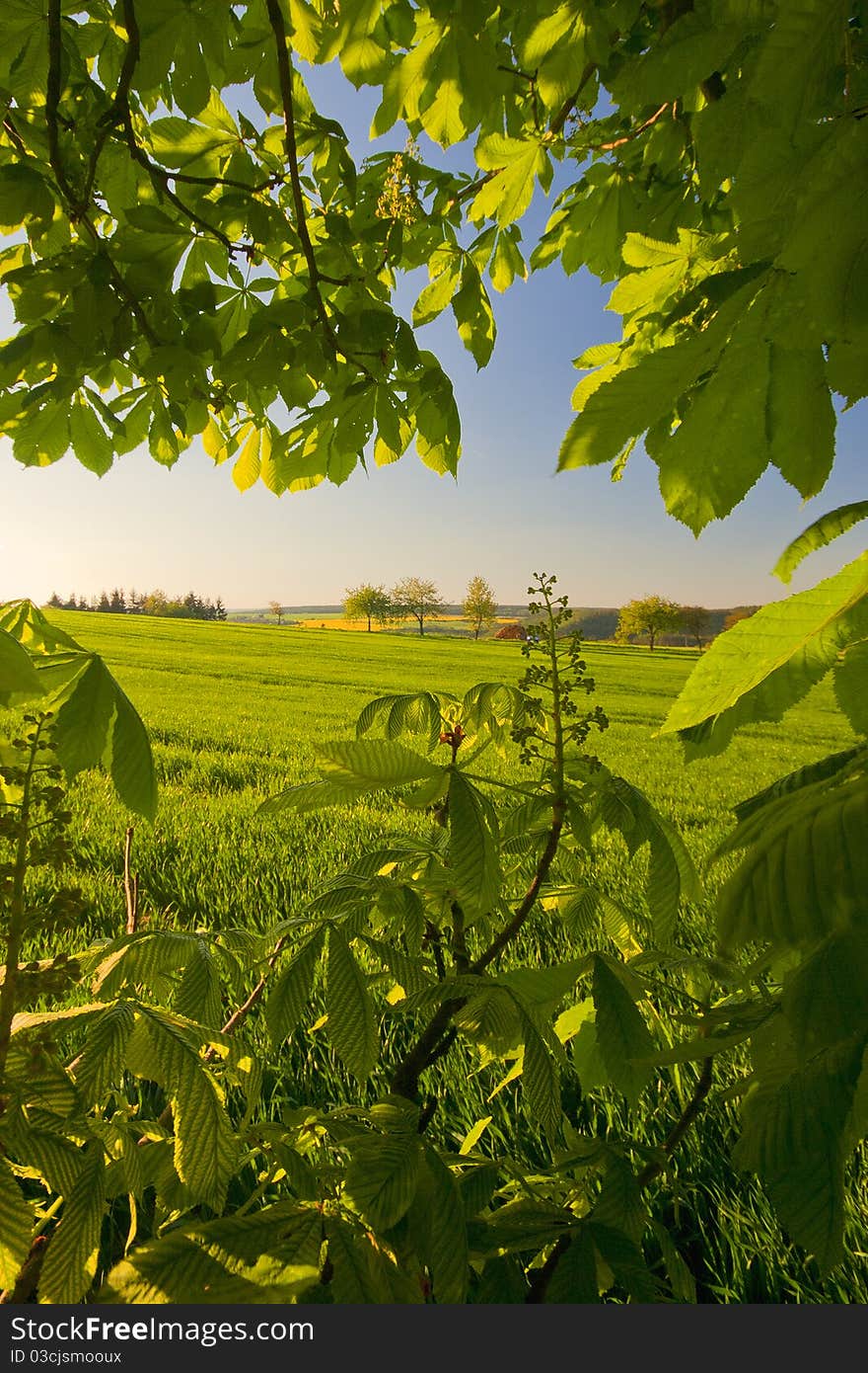 Under The Chestnut Tree