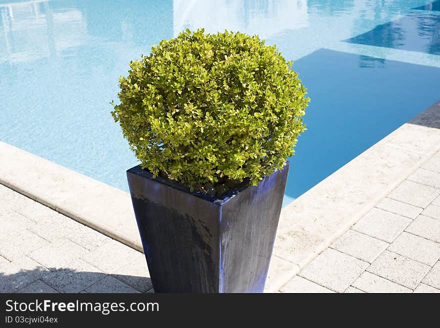 Flowerpot in the corner of pool prepared for a party