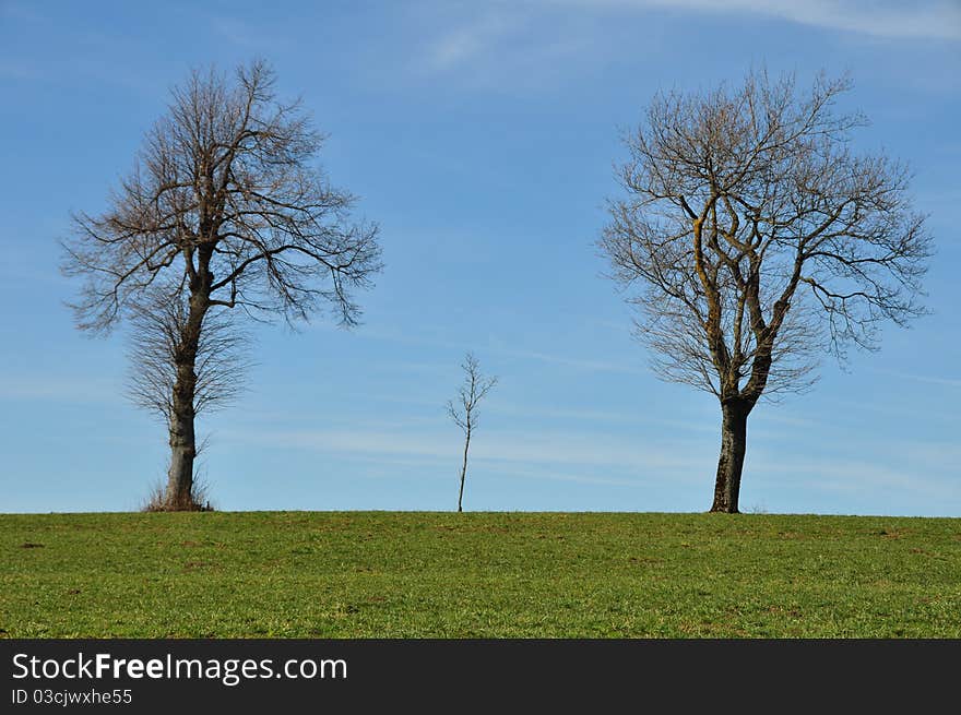 Landscape withtwo big and one small tree at blue horizon sympbolizing a family with mom dad and child. Landscape withtwo big and one small tree at blue horizon sympbolizing a family with mom dad and child