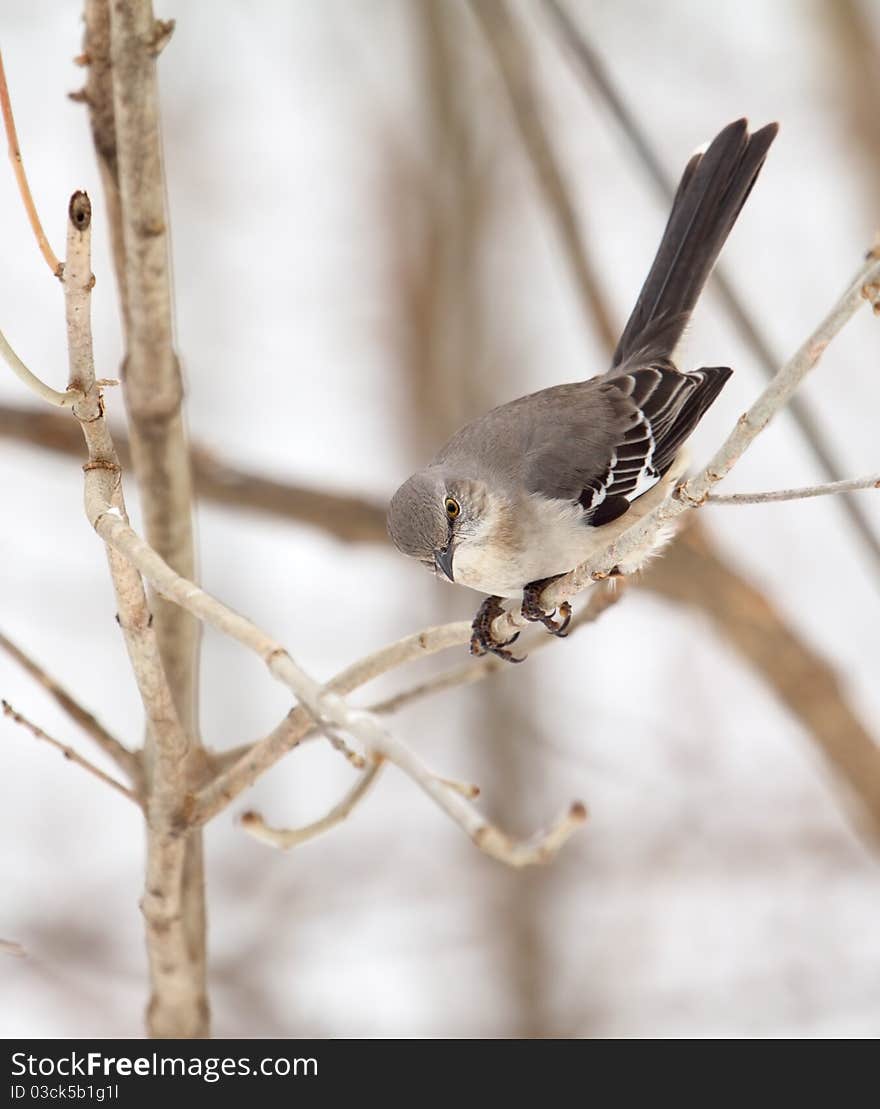 Northern mockingbird, Mimus polyglottos, perched on a tree branch