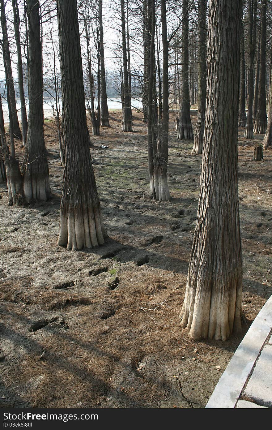 This is the small forest inmy university. This is the small forest inmy university.