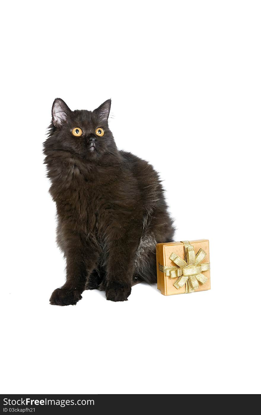 Black persian cat and a gift isolated over white background