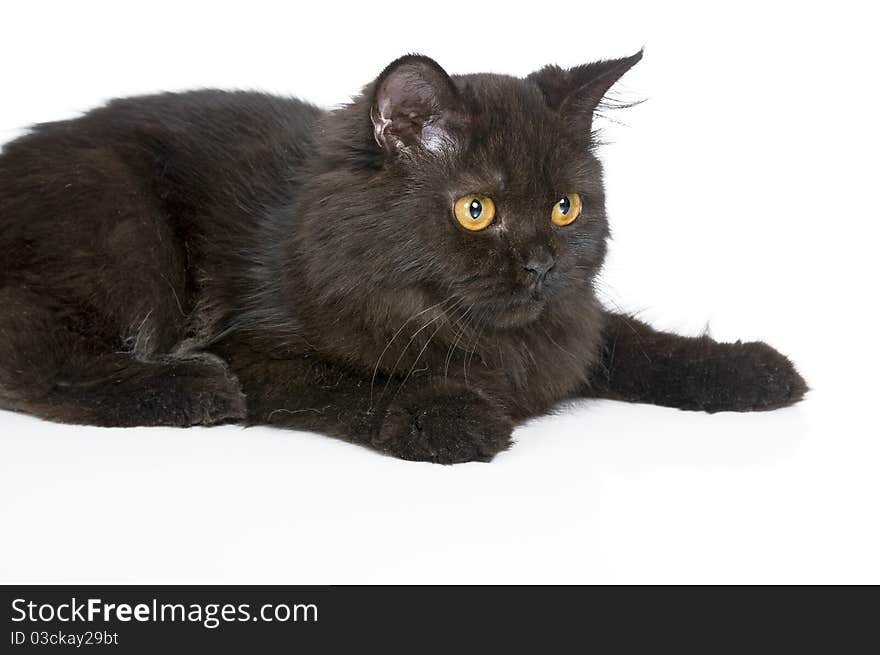 Black persian cat isolated over white background