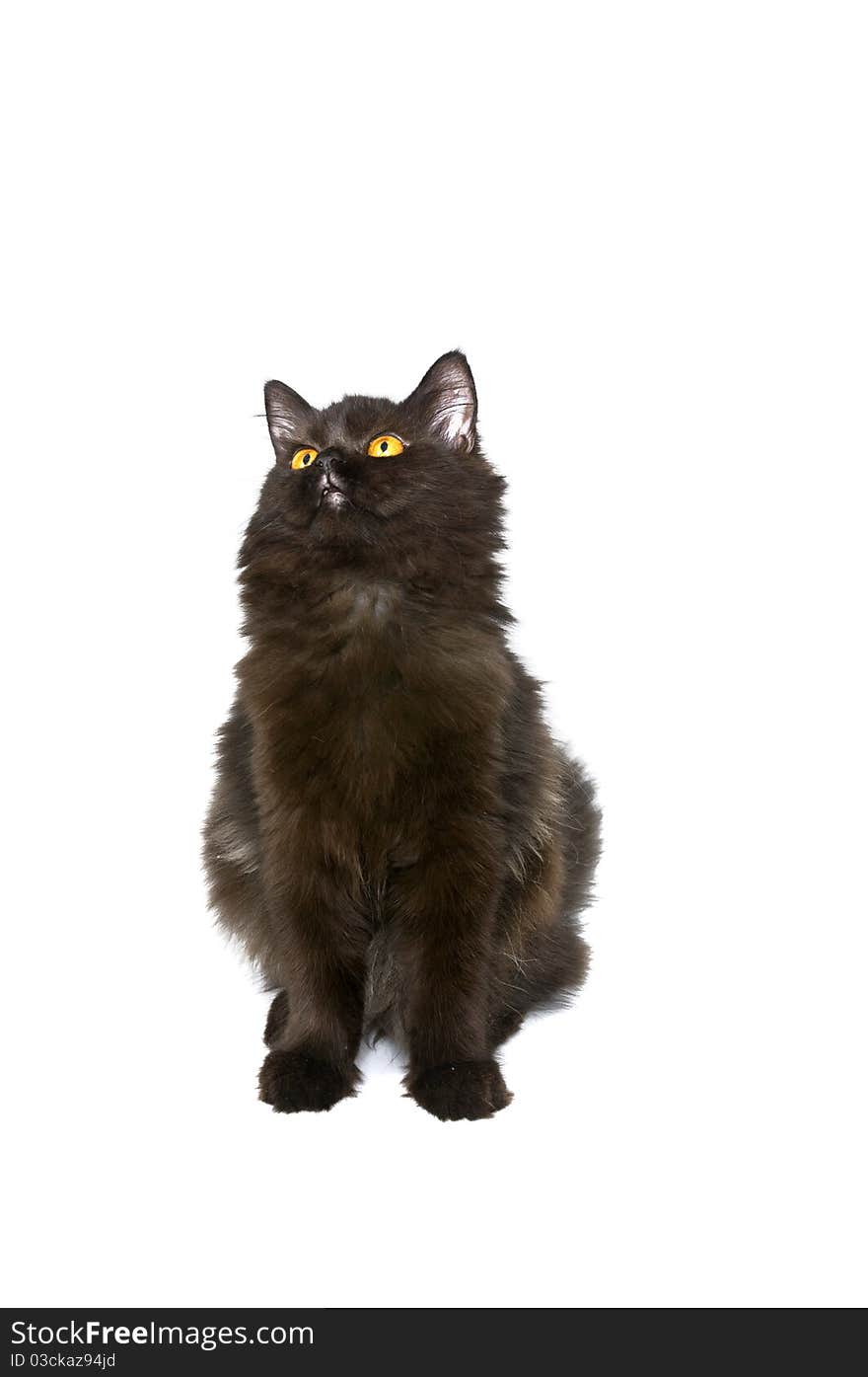 Black persian cat isolated over white background