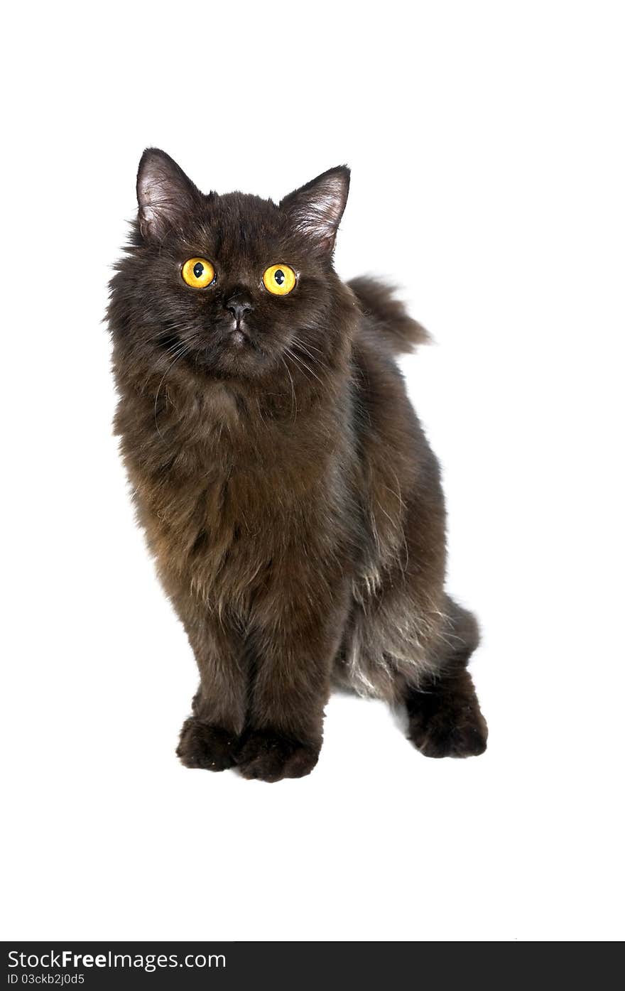 Black Persian Cat