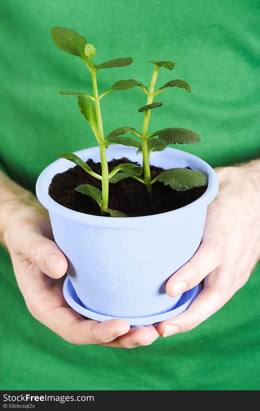 Closeup of mans hands holding potted plant