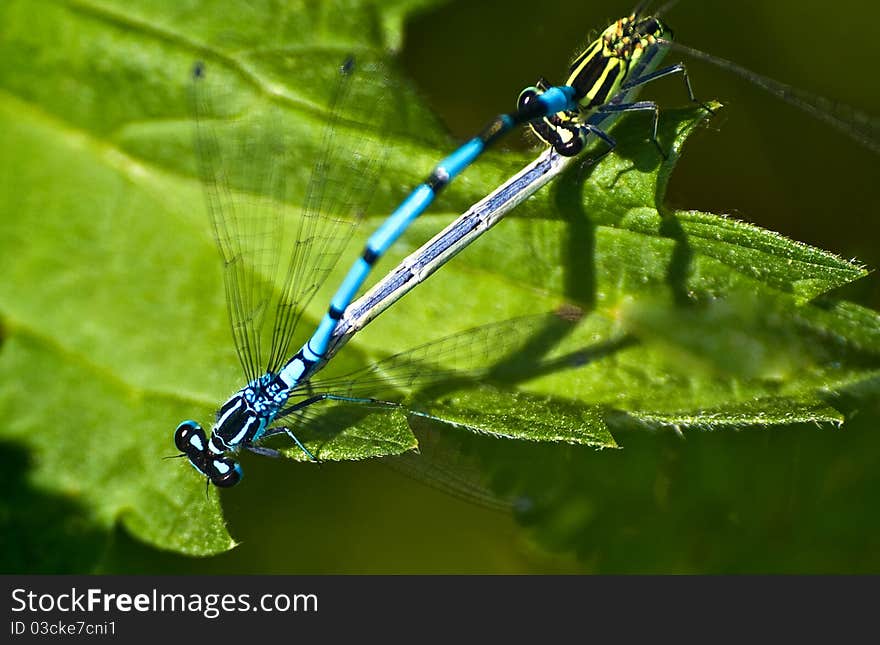 Two dragonflies on leaf, closeup. Two dragonflies on leaf, closeup