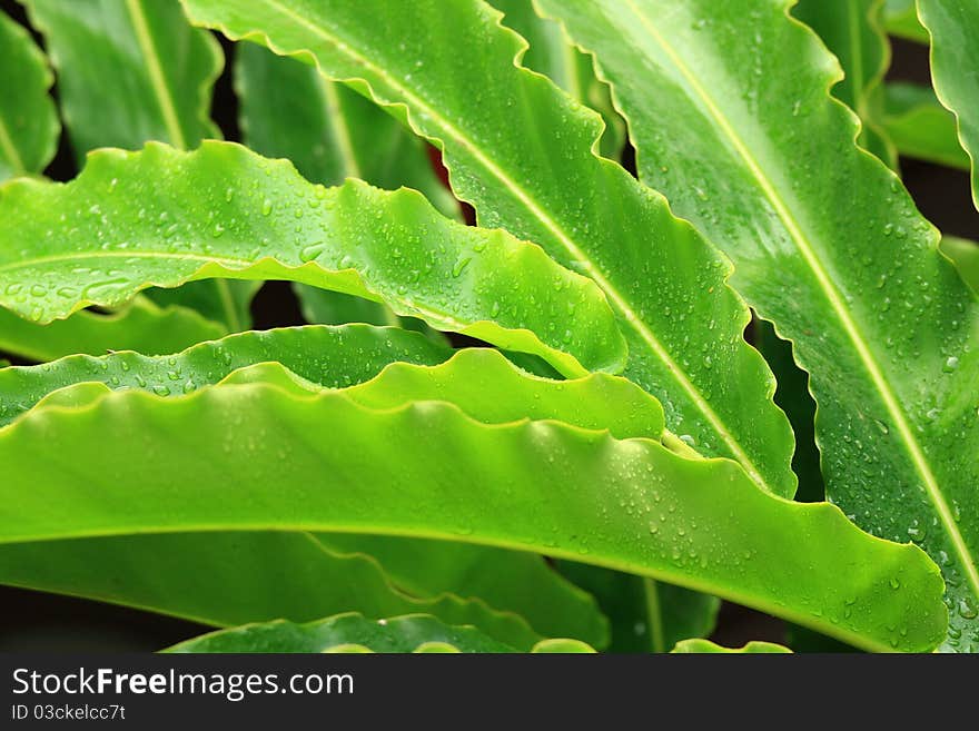 Beautiful green leave after rainy. Beautiful green leave after rainy