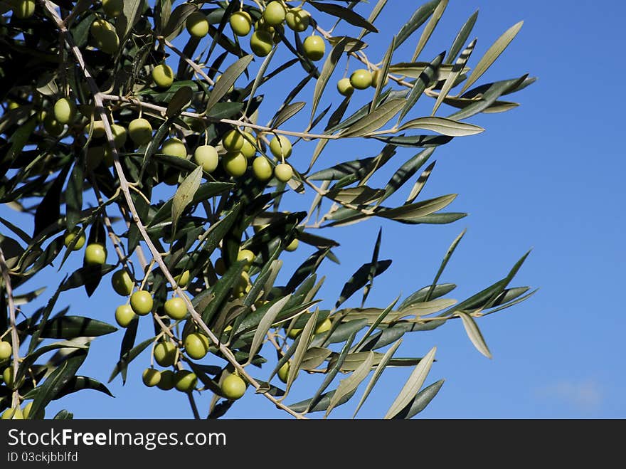 Olive tree branch with ripe olives about to be harvested in late October