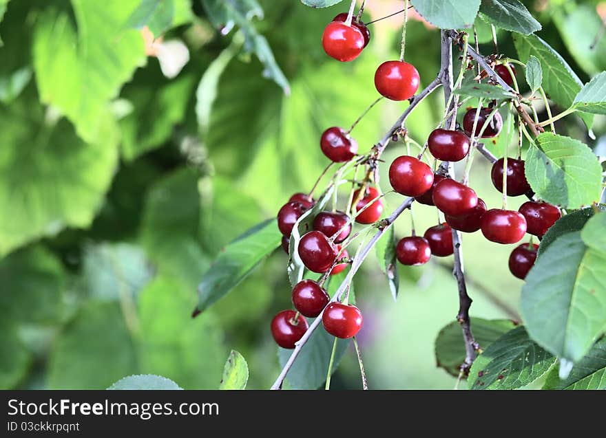 Ripe cherries on a tree