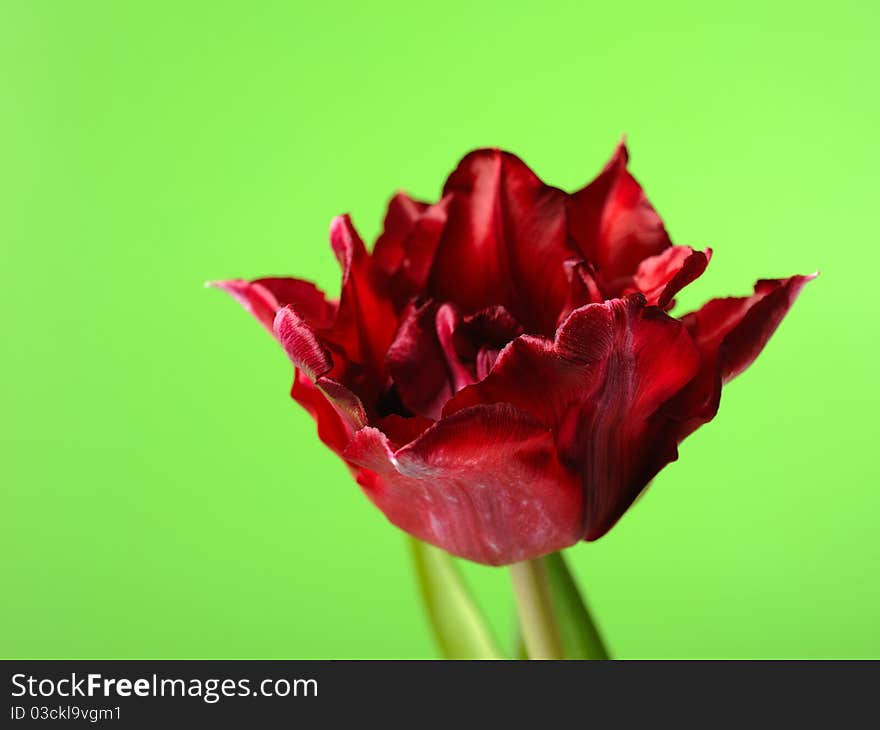 Beautiful red tulip flower over green background