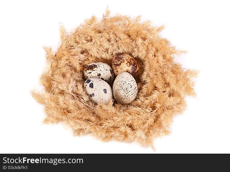 Quail eggs in a nest