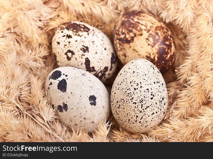 Quail eggs in a nest