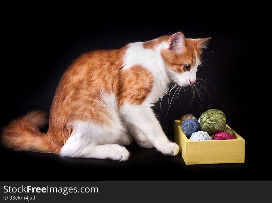 Cat playing with cotton clews. Cat playing with cotton clews