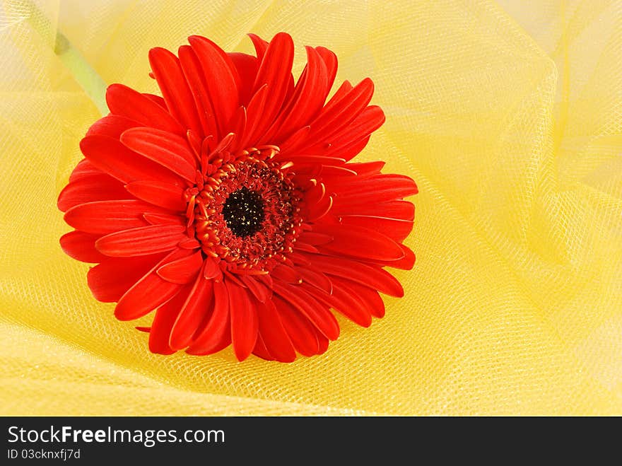 Orange daisy over yellow organza fabric