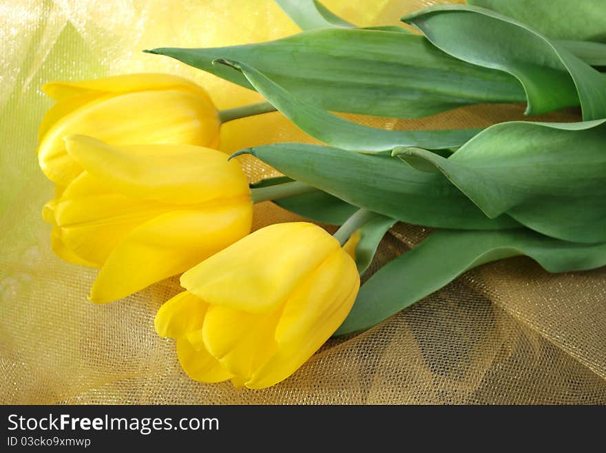 Yellow tulips over yellow organza fabric. Yellow tulips over yellow organza fabric