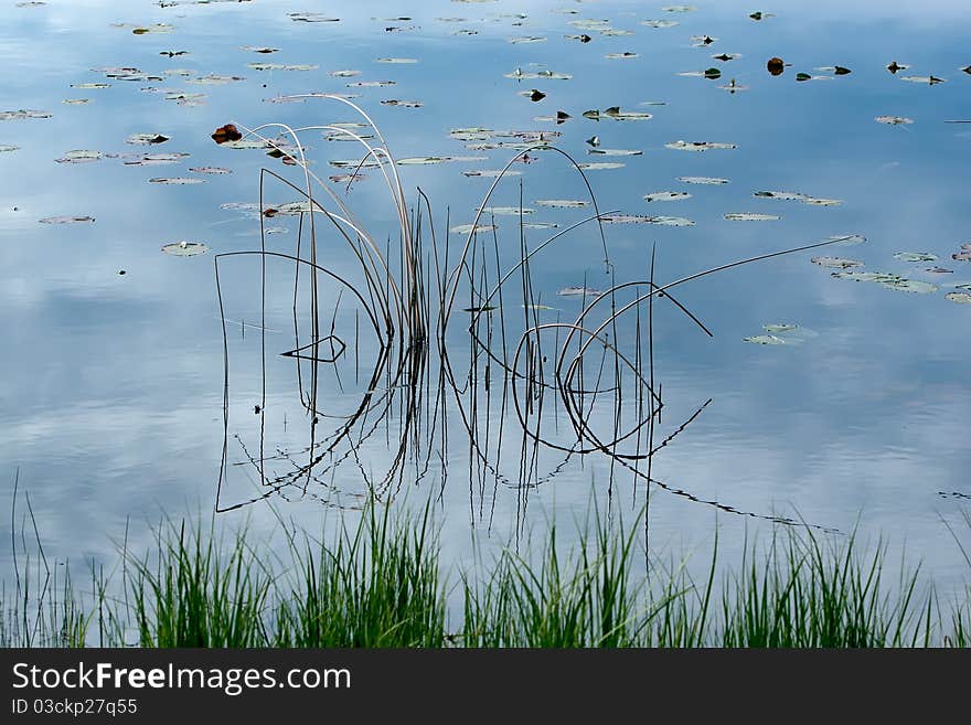 Reflections of plants and sky in a lake. Reflections of plants and sky in a lake