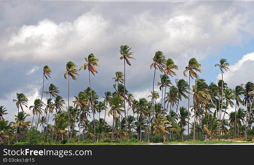 Palm Trees