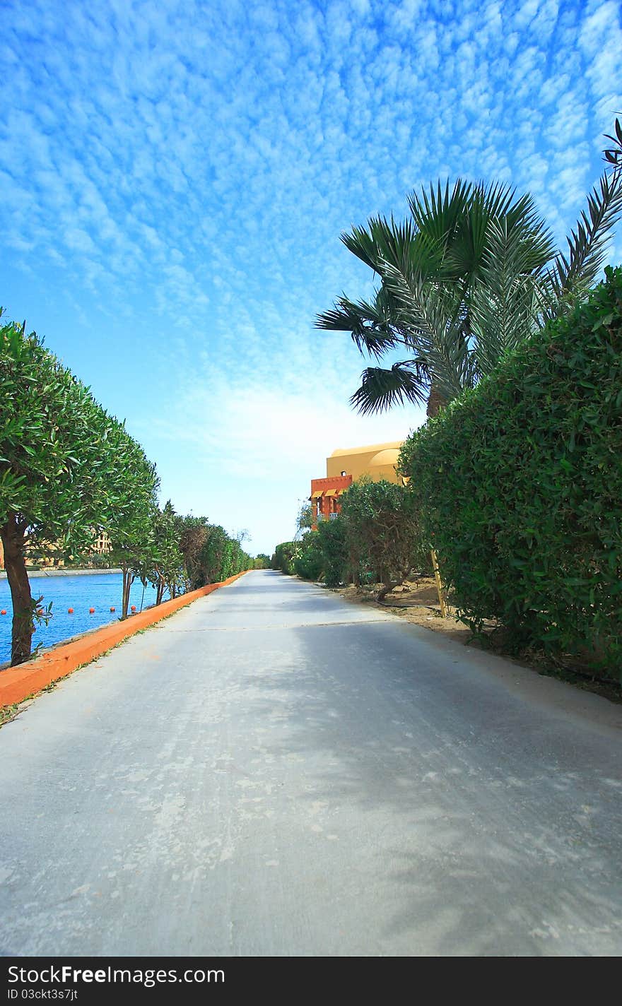 Path way with palms in summer day