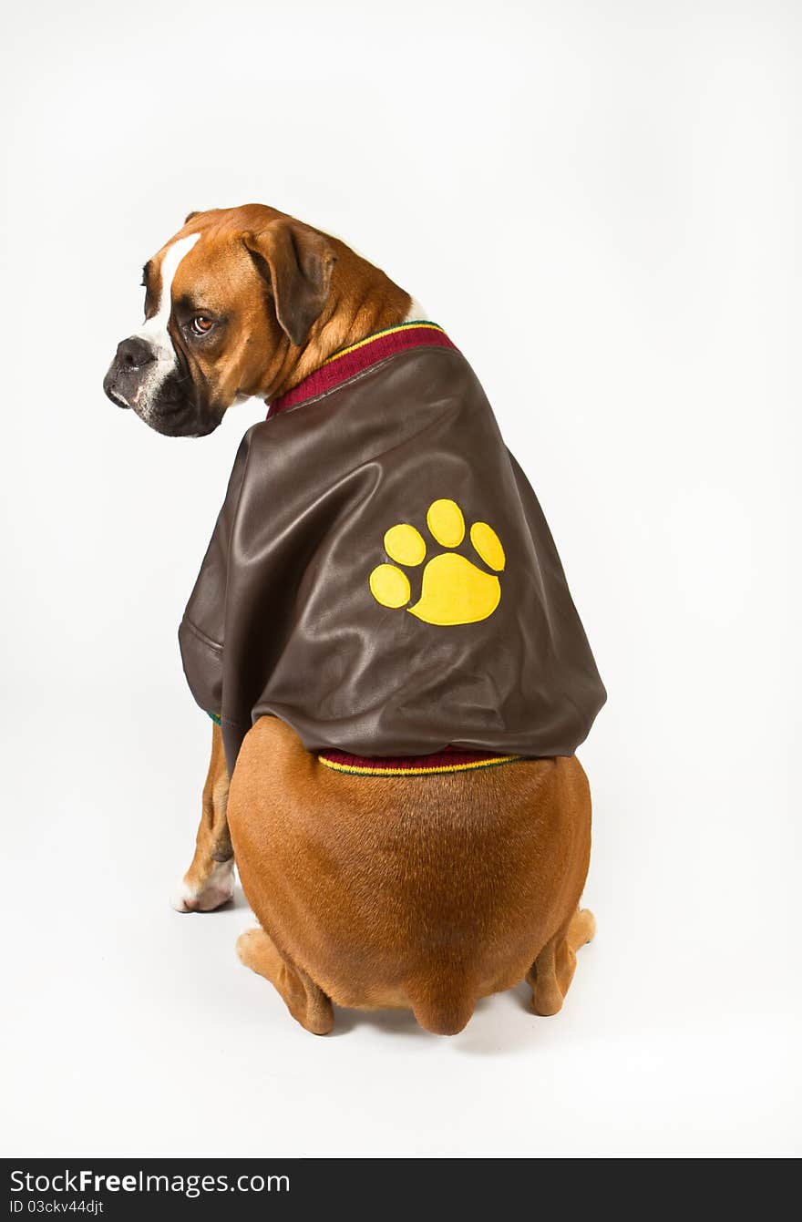 Boxer dog wearing a bomber jacket. Boxer dog wearing a bomber jacket.